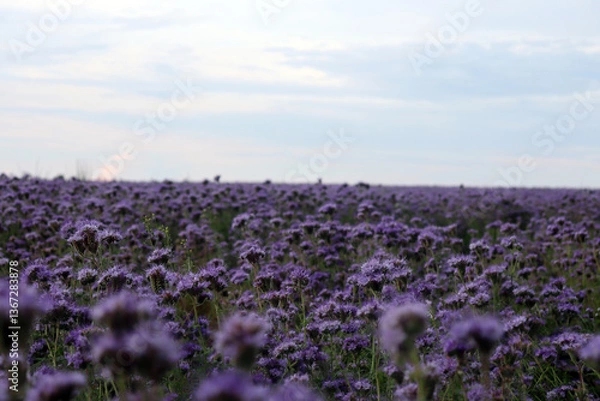 Fototapeta lavender field in france. burdock field. purple flowers close up.
