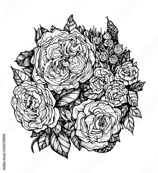 Fototapeta Drawing with a capillary pen of roses and a hidden snake. Isolated image on a white background.