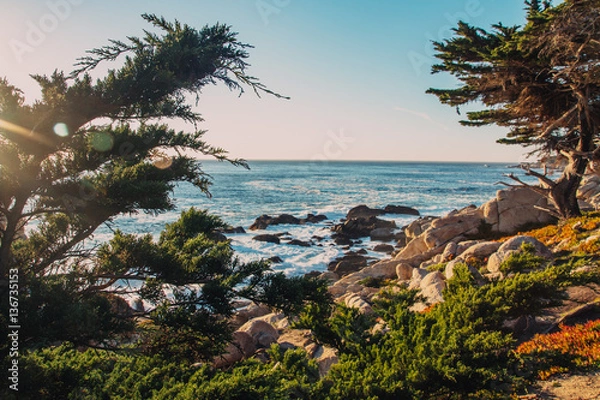 Obraz View on the rocky sea in between the trees, california coast, US