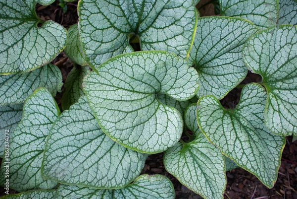 Fototapeta close-up of the texture of a Bruner plant leaf