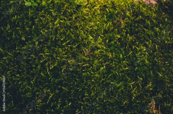 Obraz Close up green moss in forest