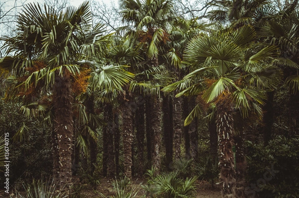 Obraz Palm Grove
