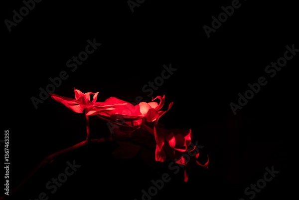 Obraz Red-Lit Orchid
