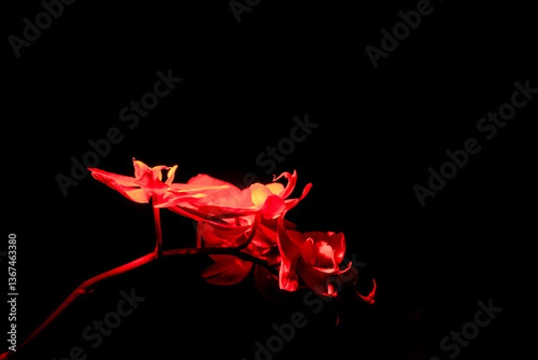 Fototapeta Red-Lit Orchid
