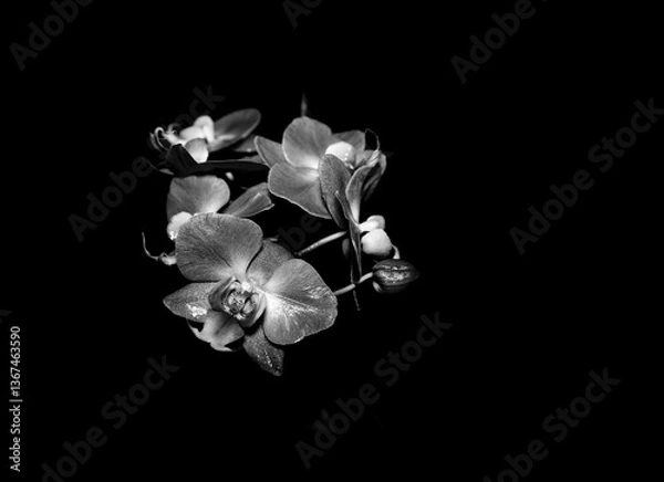 Obraz Orchid In Black And White
