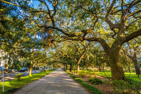 Obraz Walkway and trees with Spanish moss, at Forsyth Park, in Savanna