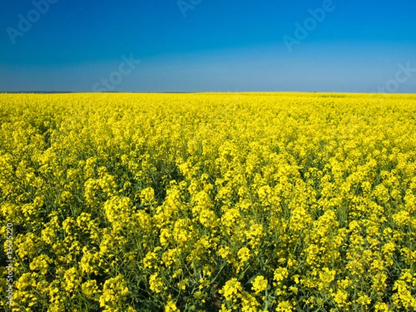 Fototapeta rape field