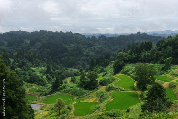 Fototapeta 雨上がりの棚田