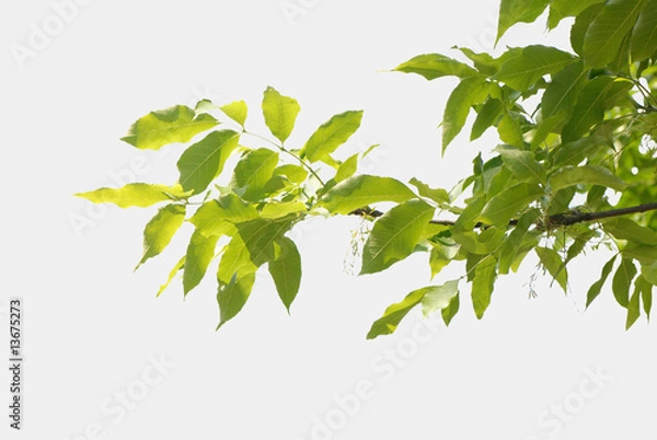 Obraz gałązka, twig