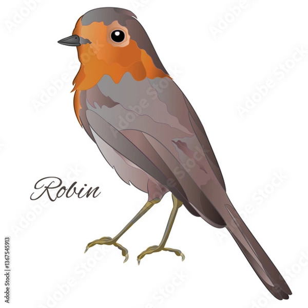 Obraz Robin  robin bird songbird on a white background wattercolor vintage vector illustration editable hand drawn