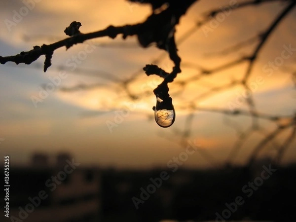 Obraz drop of water on leaf 