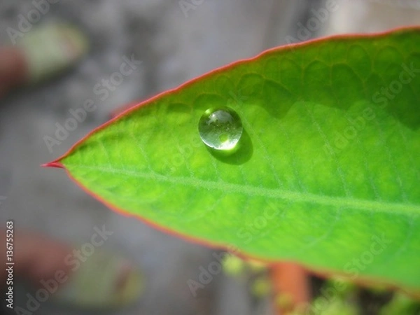 Obraz drop of water on leaf 