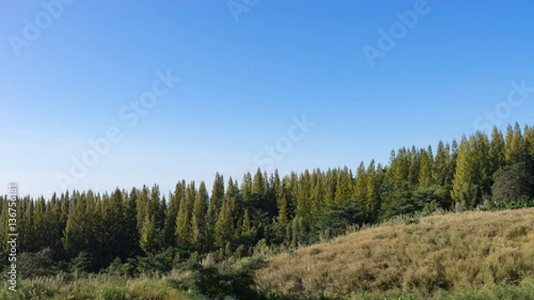 Obraz Aligned Pine at Khao Koh, Thailand
