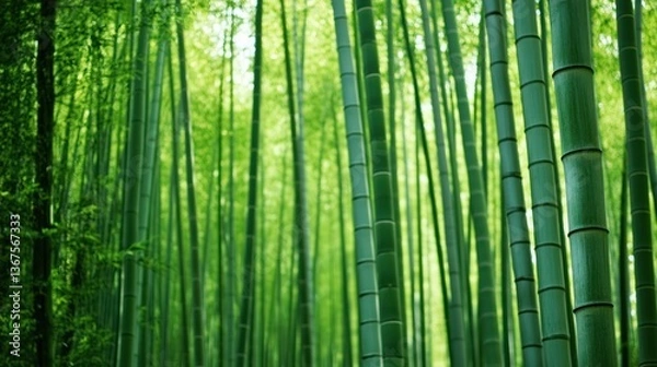 Fototapeta Lush green bamboo forest creating a serene and peaceful natural environment