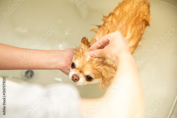 Fototapeta シャワーでトリミング中のチワワ