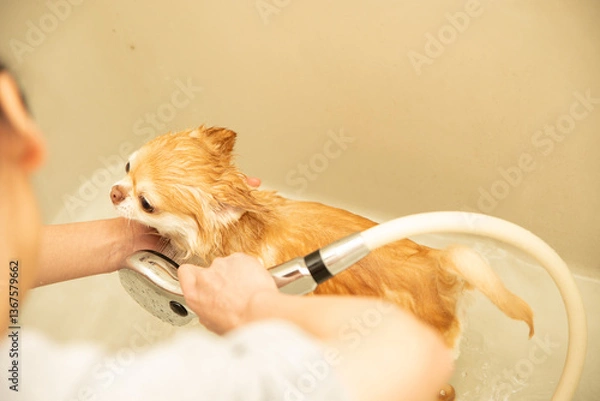Fototapeta シャワーでトリミング中のチワワ