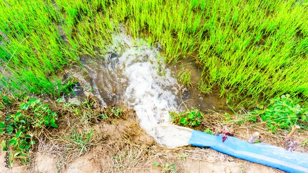 Fototapeta Water flow from large tube in rice field