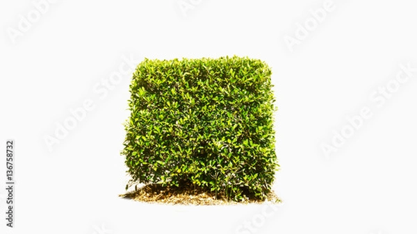 Fototapeta tree isolated on white background