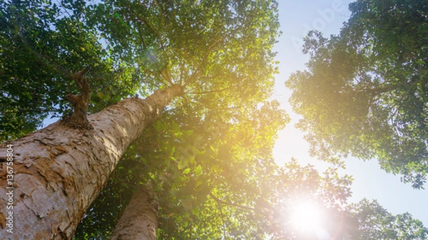 Fototapeta Green trees in the background sky view from the bottom up