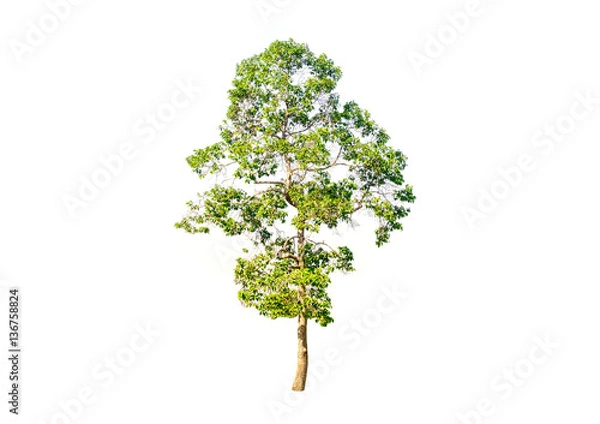 Fototapeta tree isolated on white background