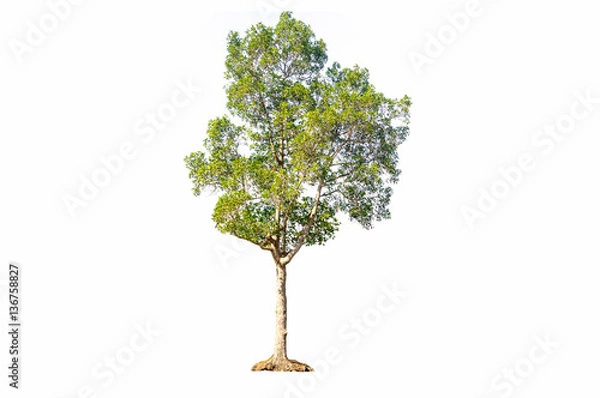 Fototapeta tree isolated on white background