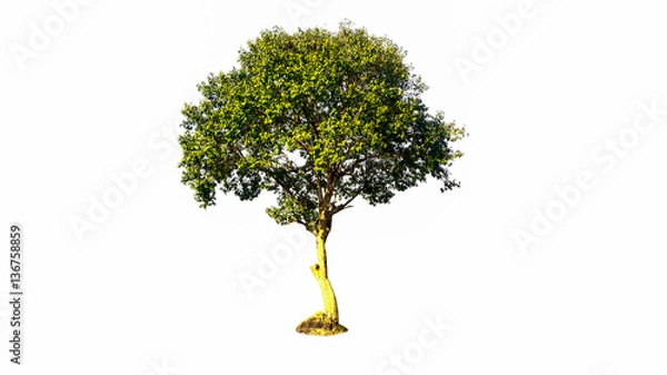 Fototapeta tree isolated on white background