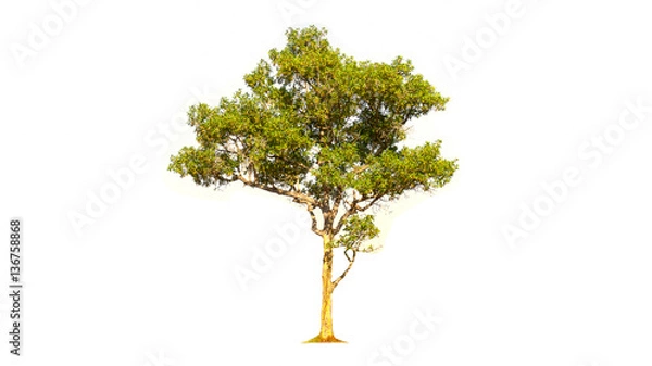 Fototapeta tree isolated on white background