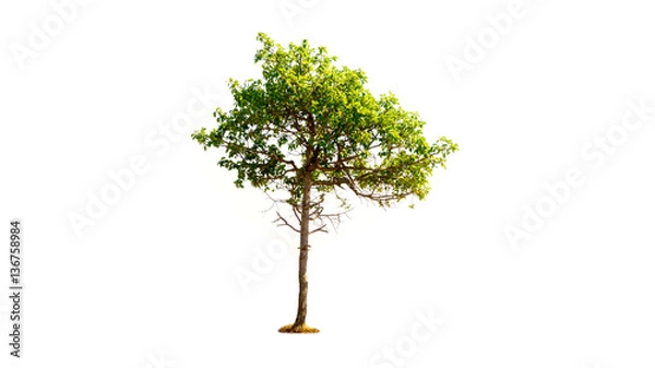 Fototapeta tree isolated on white background