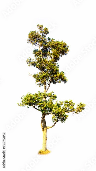 Fototapeta tree isolated on white background
