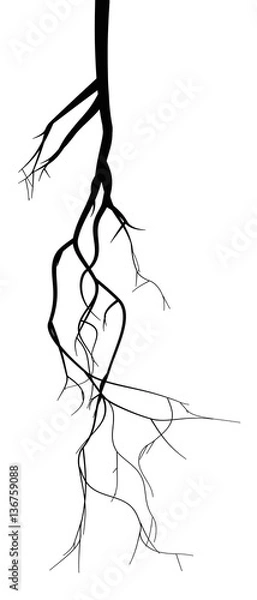 Fototapeta Black root system - vector set
