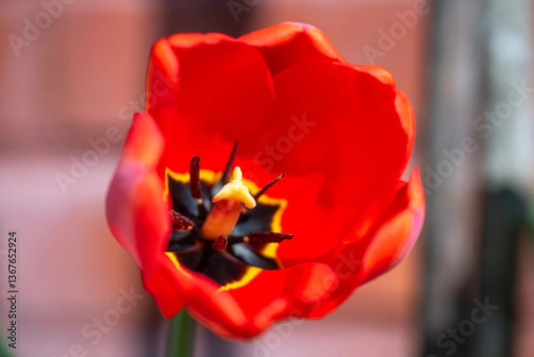 Fototapeta Vibrant red tulip in full bloom with a blurred background.