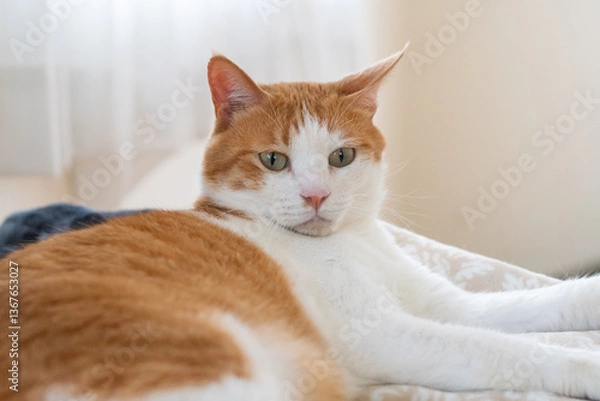 Fototapeta お気に入りの場所でくつろぐ可愛い猫　茶トラ白	