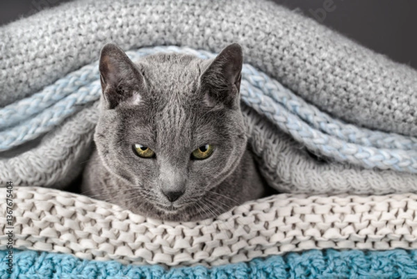 Obraz Studio portrait of a Russian Blue cat sitting atop a stack of knitted blankets, showcasing its sleek gray coat and vivid green eyes against a soft, textured backdrop.