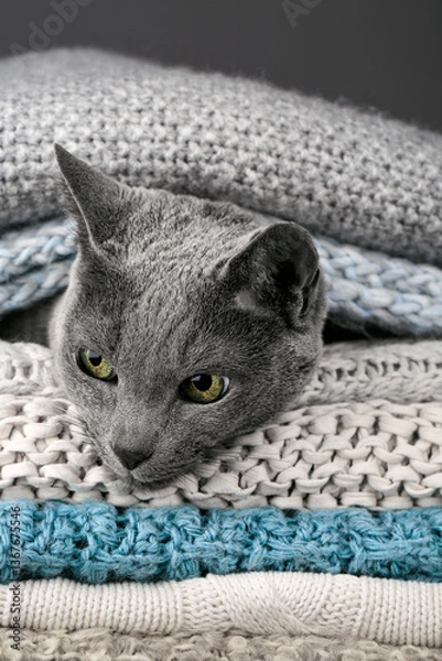 Obraz Studio portrait of a Russian Blue cat sitting atop a stack of knitted blankets, showcasing its sleek gray coat and vivid green eyes against a soft, textured backdrop.