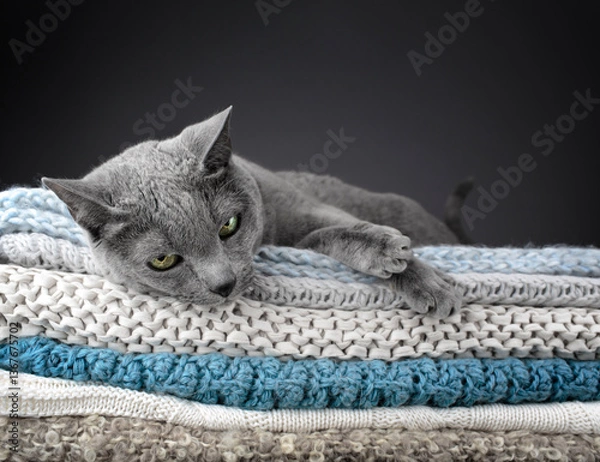 Obraz Studio portrait of a Russian Blue cat sitting atop a stack of knitted blankets, showcasing its sleek gray coat and vivid green eyes against a soft, textured backdrop.