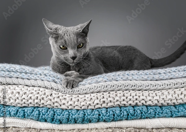 Obraz Studio portrait of a Russian Blue cat sitting atop a stack of knitted blankets, showcasing its sleek gray coat and vivid green eyes against a soft, textured backdrop.