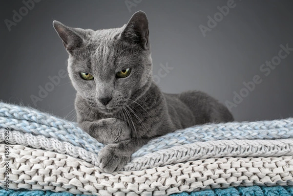 Obraz Studio portrait of a Russian Blue cat sitting atop a stack of knitted blankets, showcasing its sleek gray coat and vivid green eyes against a soft, textured backdrop.