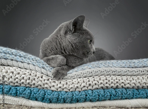 Obraz Studio portrait of a Russian Blue cat sitting atop a stack of knitted blankets, showcasing its sleek gray coat and vivid green eyes against a soft, textured backdrop.