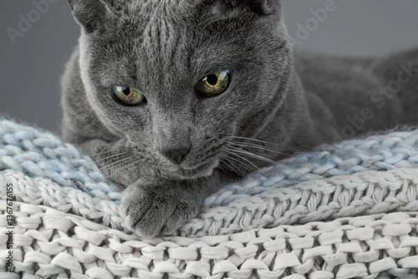 Obraz Studio portrait of a Russian Blue cat sitting atop a stack of knitted blankets, showcasing its sleek gray coat and vivid green eyes against a soft, textured backdrop.