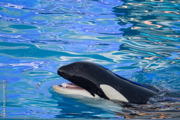 Fototapeta Killer Whale