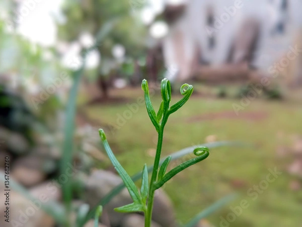 Fototapeta close up of young fern leaves with blurred background