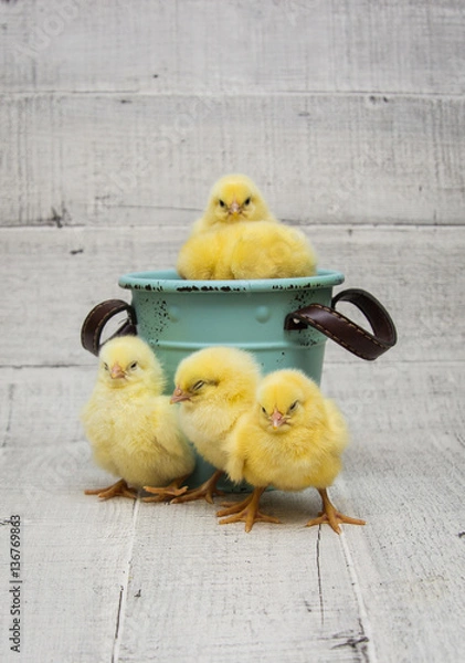 Obraz little chicks sit in blue bucket,easter.