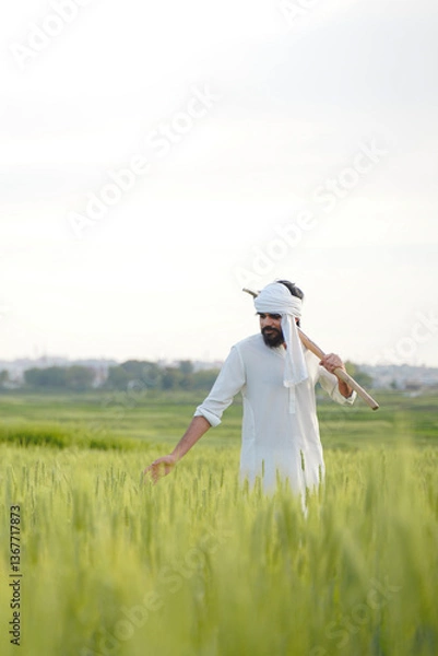 Fototapeta A Pakistani Indian farmer in traditional white attire walks through a green wheat field, carrying a pickaxe on his shoulder while touching the crops.