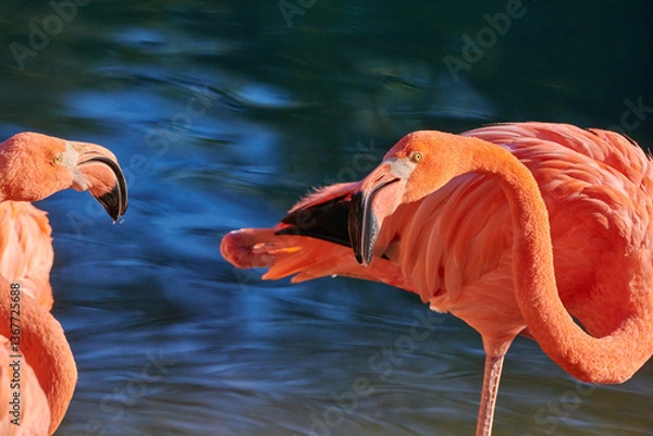 Obraz Caribbean flamingo in artificial habitat.
The Caribbean flamingo (Phoenicopterus ruber) is a species of bird from the flamingidae family. 
