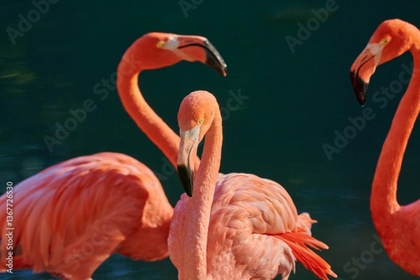 Fototapeta Caribbean flamingo in artificial habitat.
The Caribbean flamingo (Phoenicopterus ruber) is a species of bird from the flamingidae family. 

