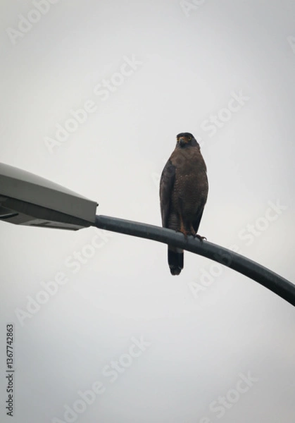 Obraz crested serpent eagle resting on street light pole