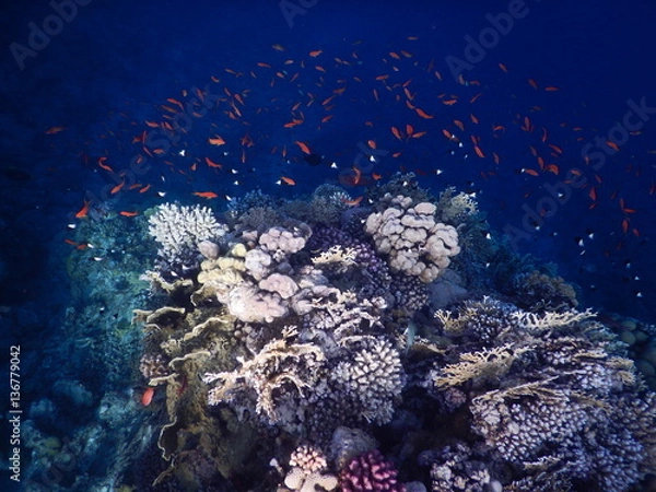 Fototapeta unterwasser
