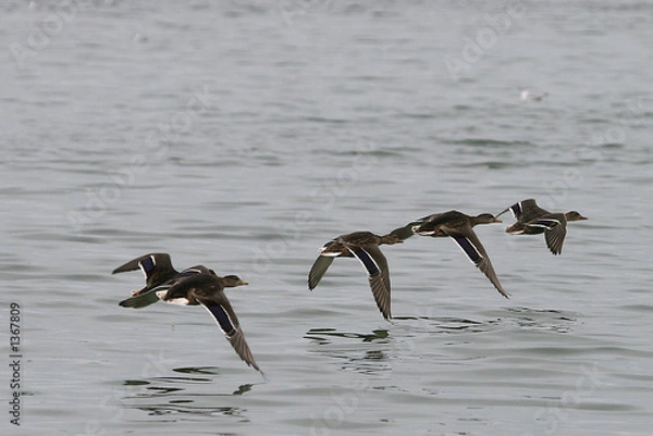 Fototapeta ducks in flight