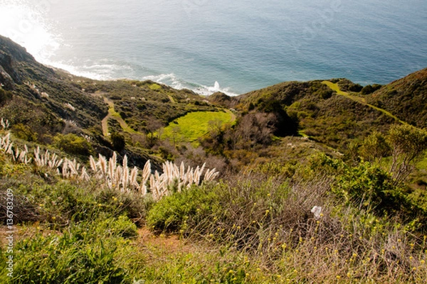 Obraz Weedy pampas grass  at the Big Sur coast, Los Padres National Fo