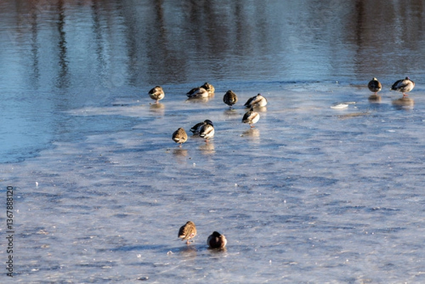 Fototapeta flock of ducks on melting ice on a spring day